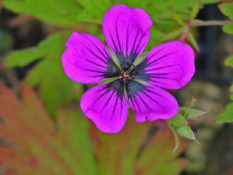 Geranium psilostemon bestellen